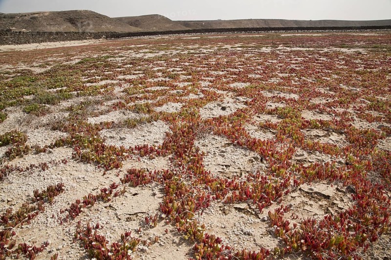 Slenderleaf Iceplant