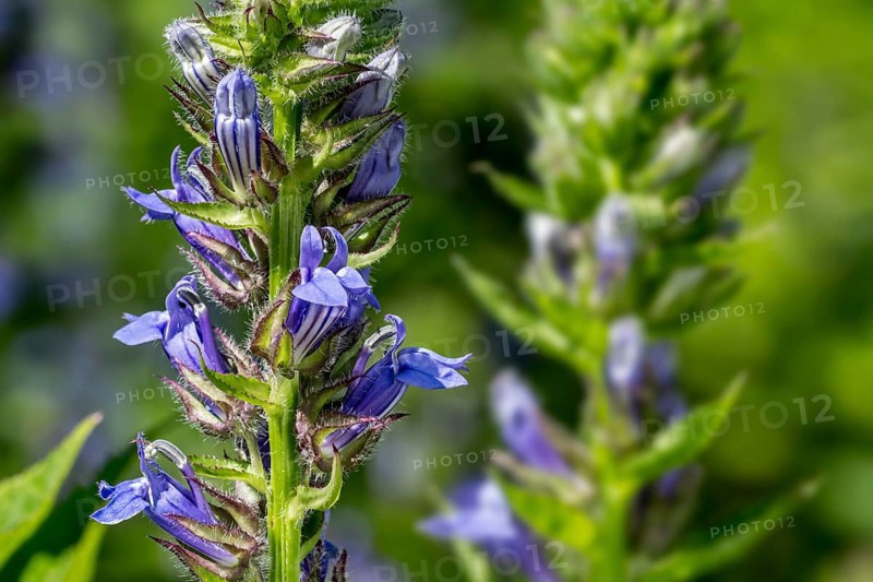Big Blue Lobelia