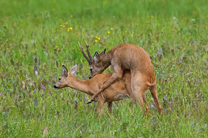 European european roe deer