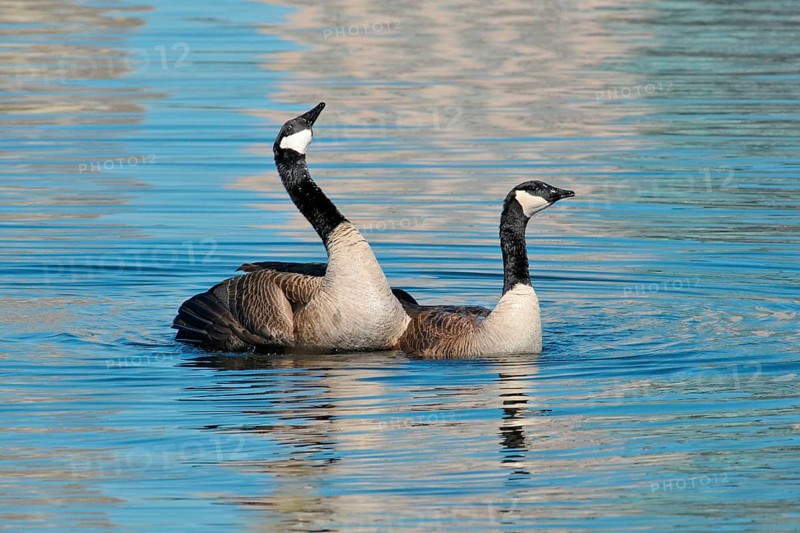 Canada geese
