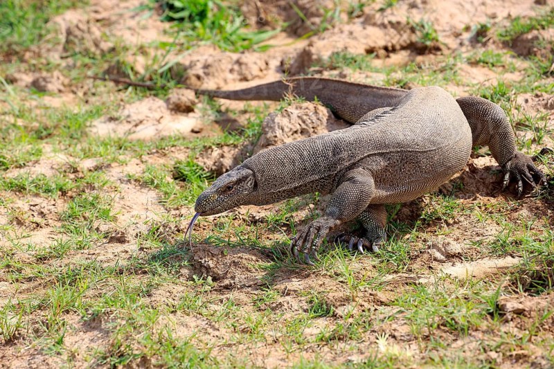 Bengal bengal monitor