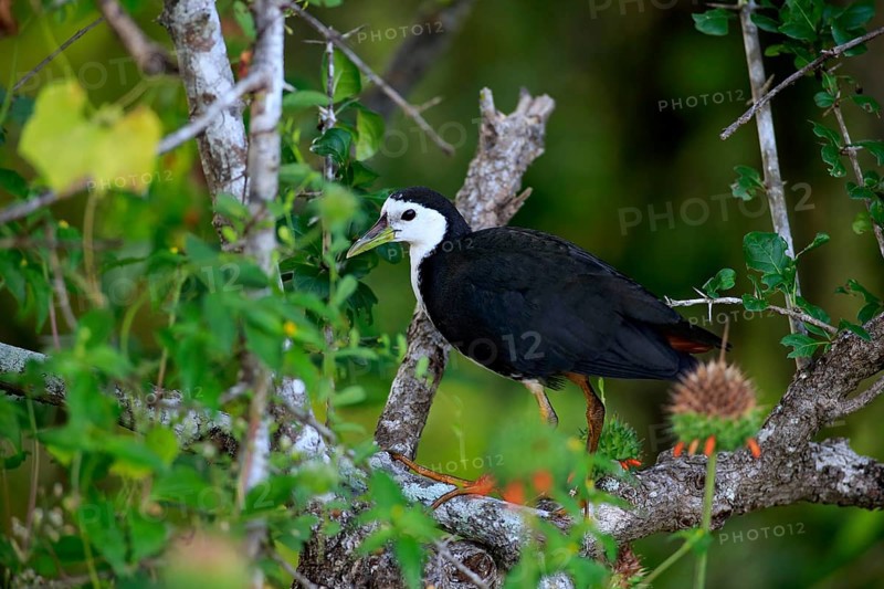 White-breasted water-hen