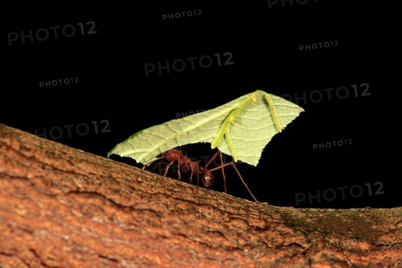 Leafcutter ant