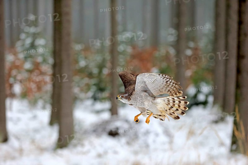 Northern goshawk