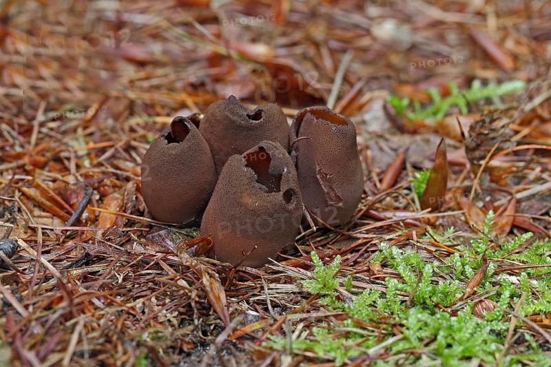 Toad Ear Mushroom