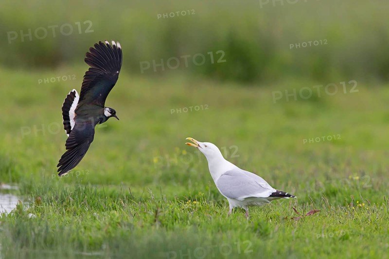 Northern Lapwing