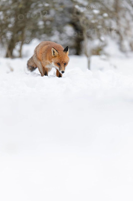 Red fox