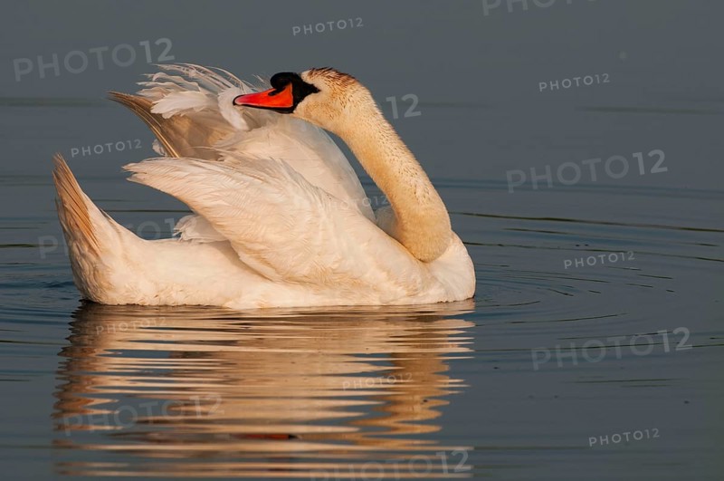 Mute Swan