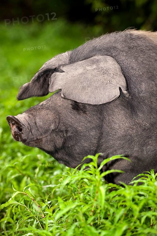 Domestic pig