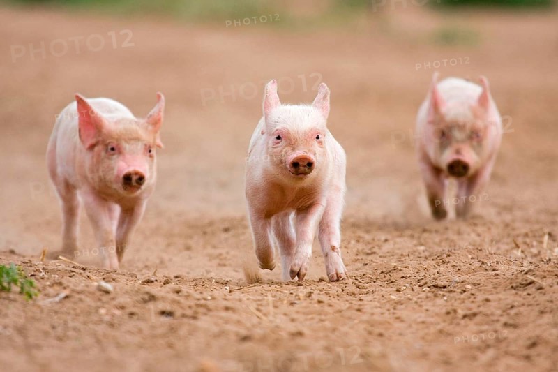 Domestic Pig