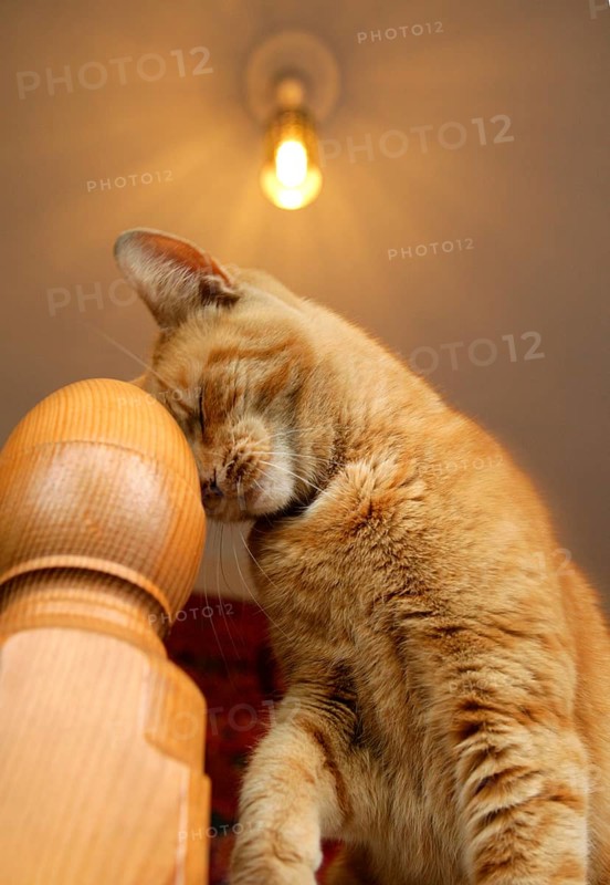 Domestic cat