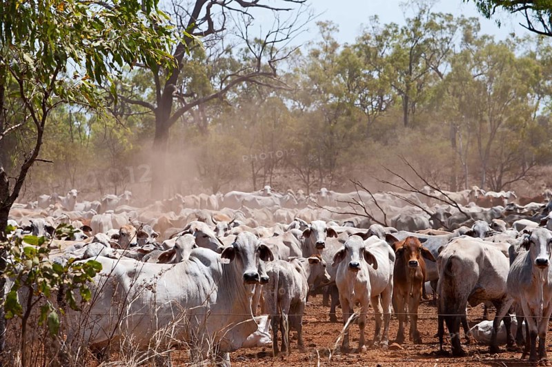 Domestic Cattle