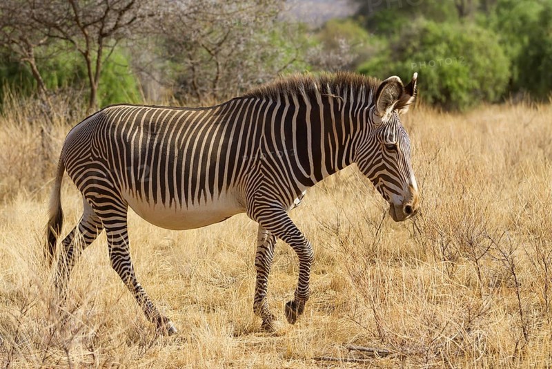 Grevy's grevy's zebra