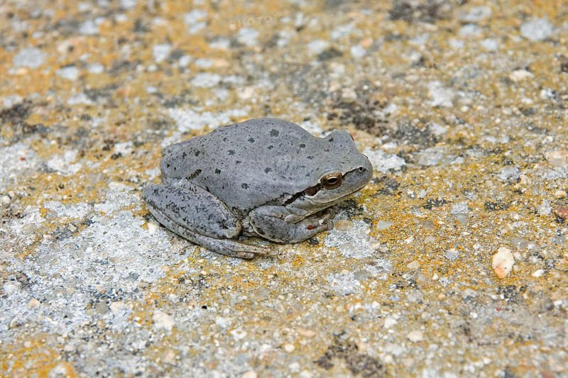 Stripeless Treefrog