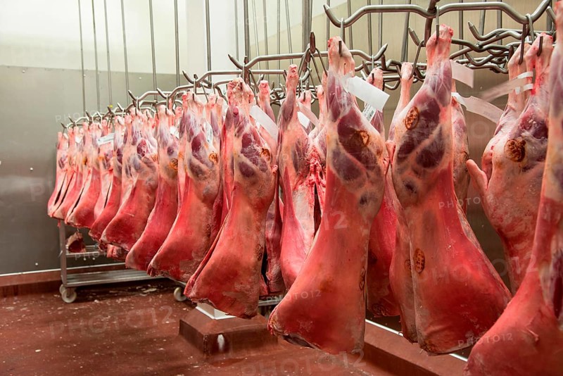 Slaughterhouse hanging lamb carcasses