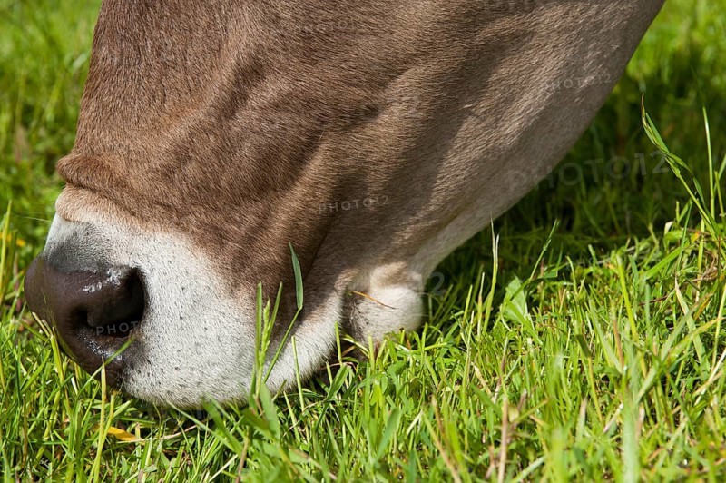 Domestic cattle