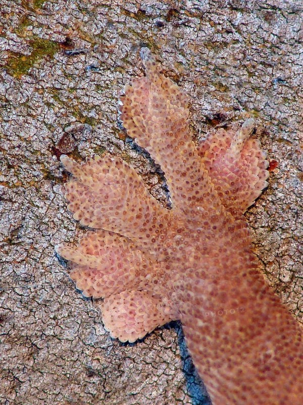 Common house gecko