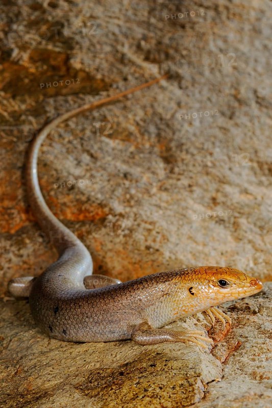 Socotra Skink