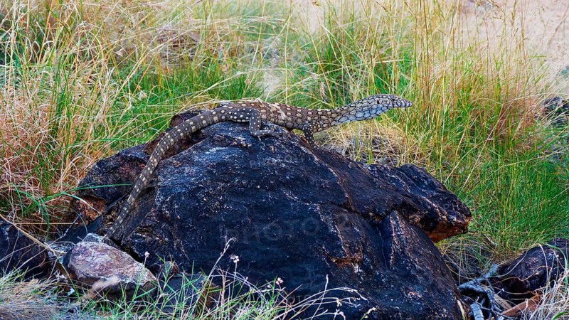 Perentie