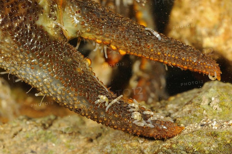 White-clawed Freshwater Crayfish