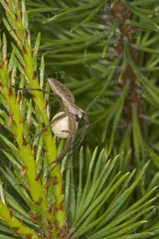 Nursery-web Spider