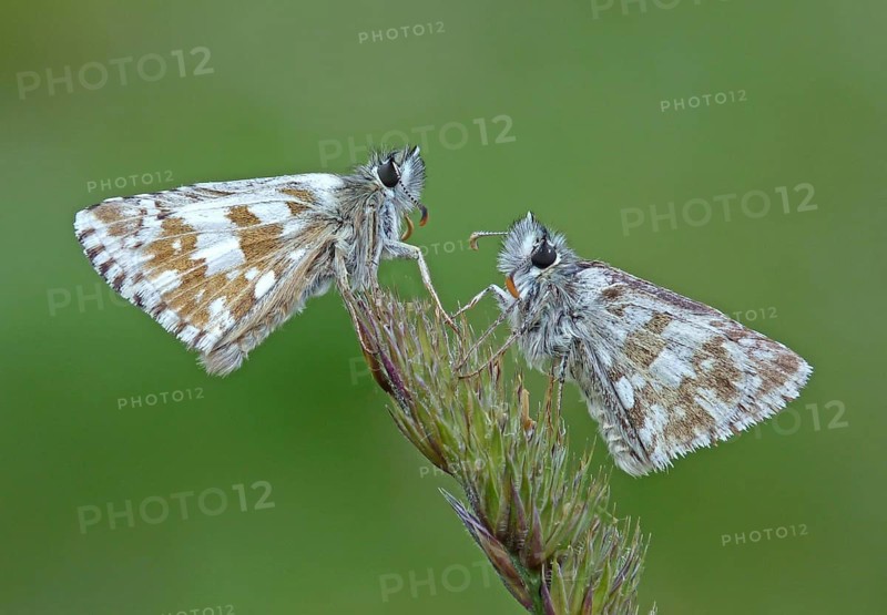 Olive skipper