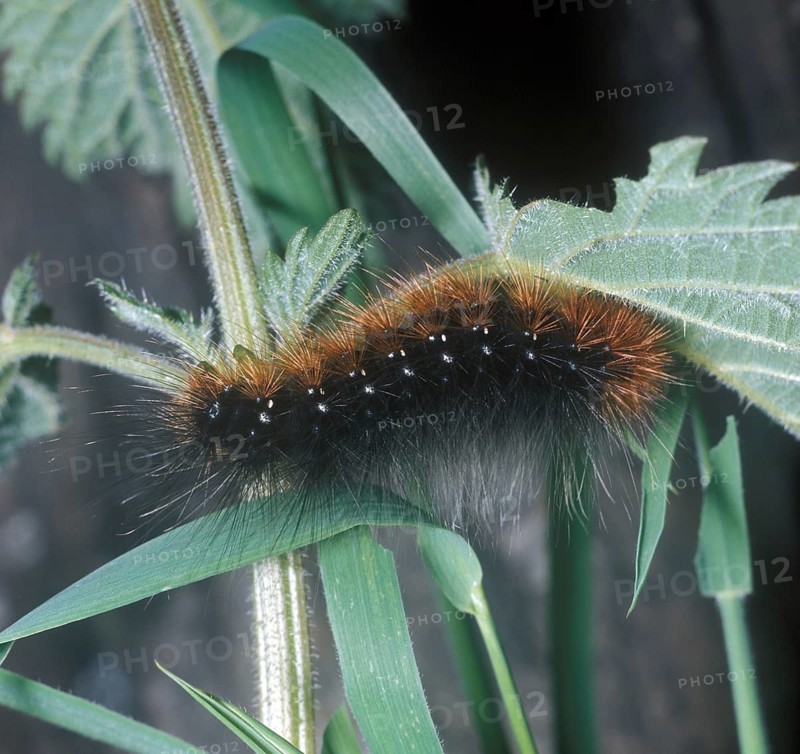 Garden tiger moth