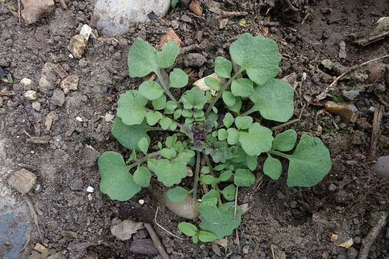 Hairy bittercress
