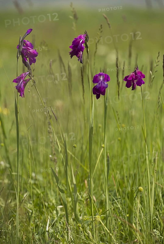 Wild gladiolus