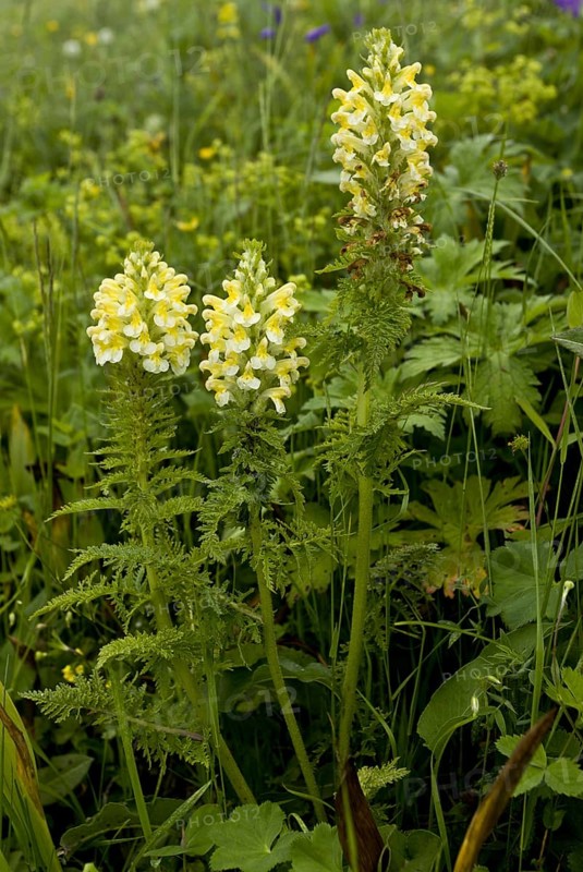 Yellow Lousewort