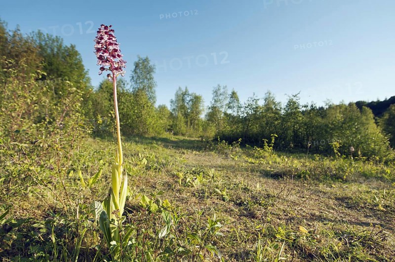 Lady Orchid