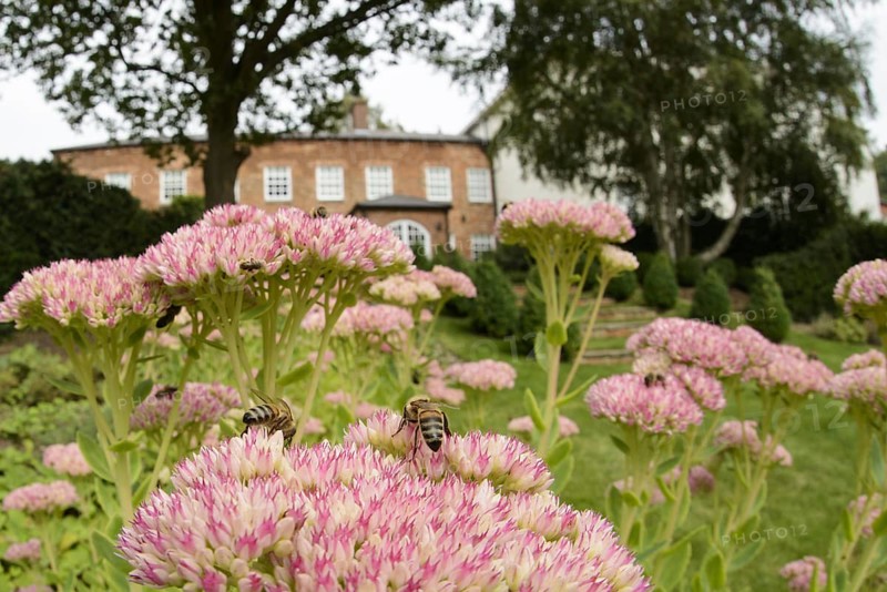 Western Honey Bee