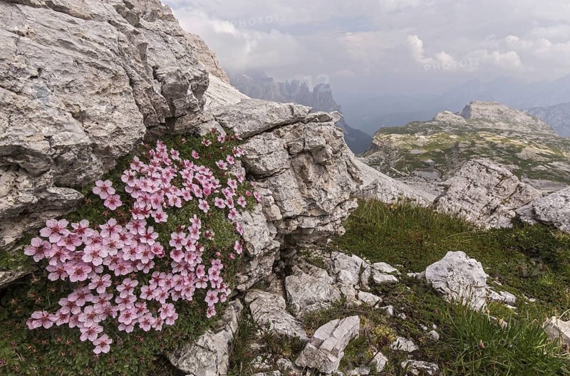 Flowering Bright dolomite cinquefoil