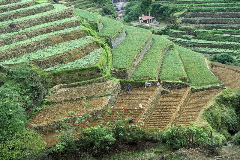 Terrace cultivation