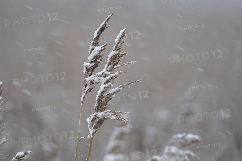 Common common reed