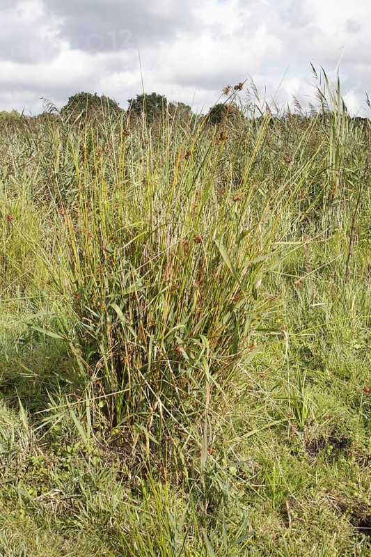 Rushes