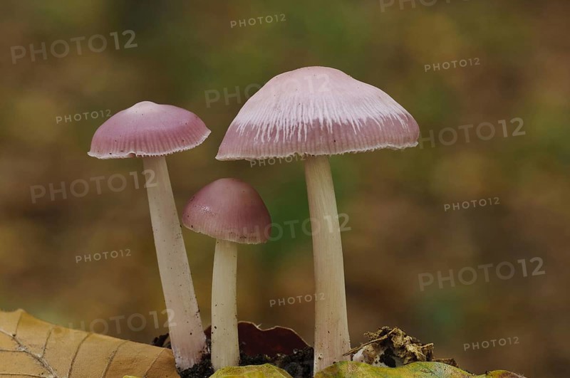 Pink Bonnet