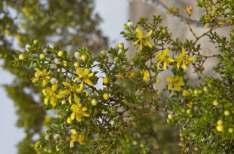 Creosote Bush