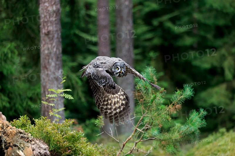 Great Grey Owl