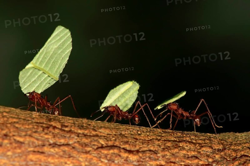 Leafcutter ant