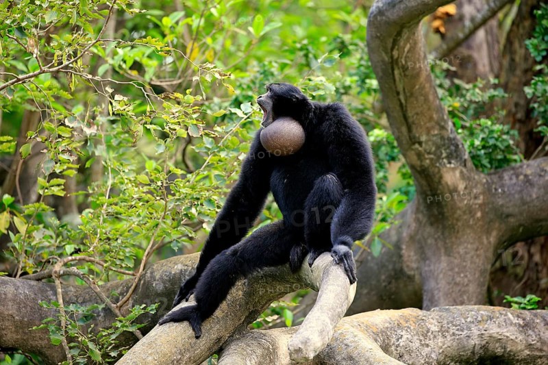 Siamang