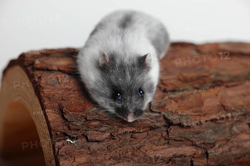 Djungarian hamster