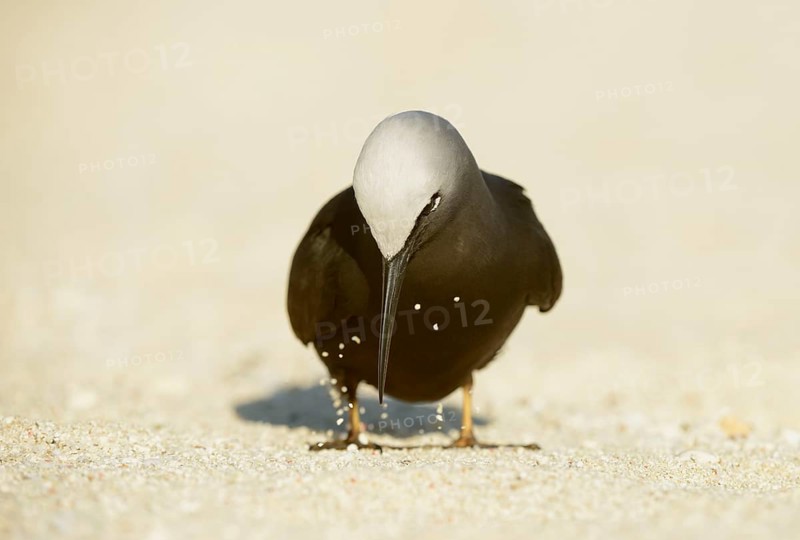 Black Noddy