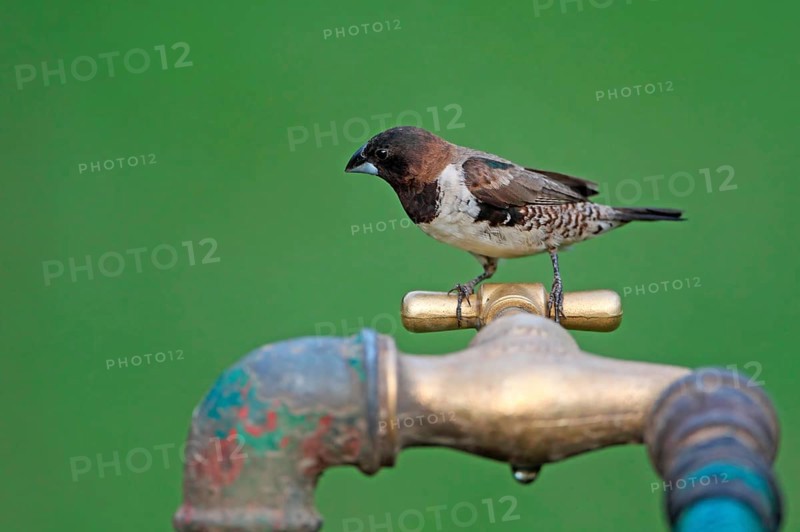 Bronze Munia
