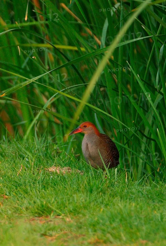 Slaty-breasted Rail