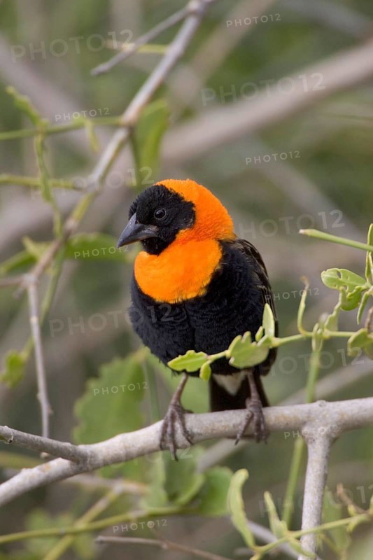 Black Bishop