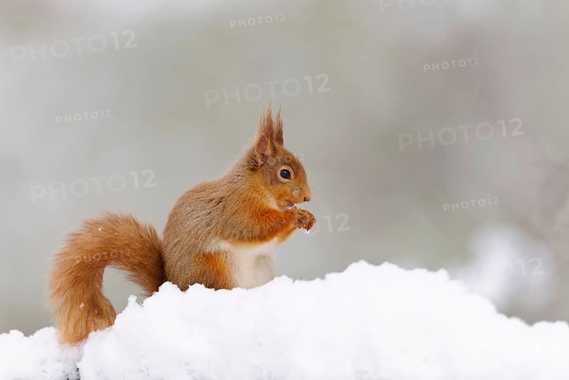 Eurasian red squirrel