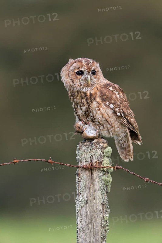 Tawny Owl