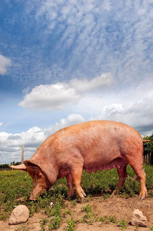 Domestic pig