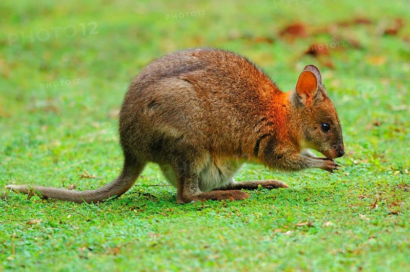 Red-necked Pademelon